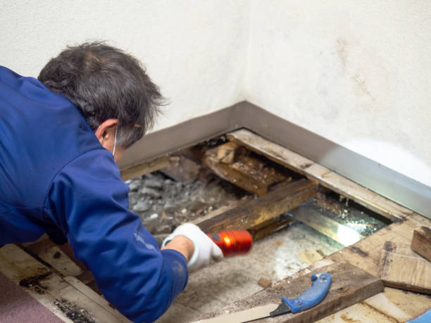 Best Mold Removal Company Near Me  in Clinton, TN