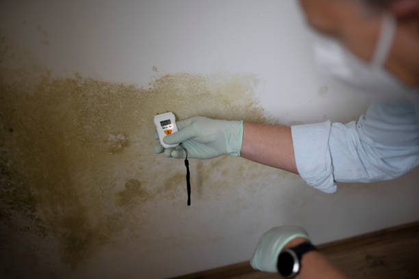 Best Emergency Mold Removal  in Clinton, TN