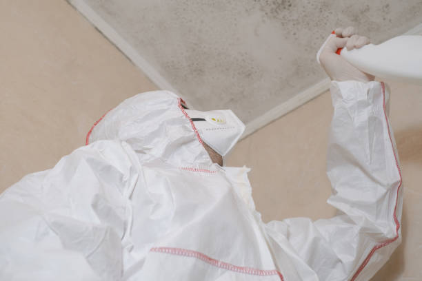 Best Local Mold Removal Service  in Clinton, TN