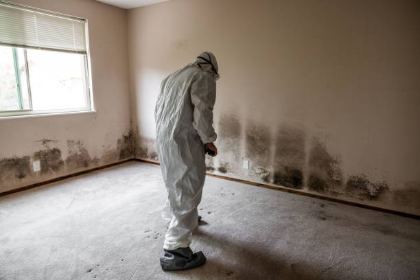 Office Mold Removal Services in Clinton, TN