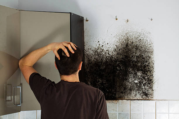 Best Professional Mold Removal  in Clinton, TN