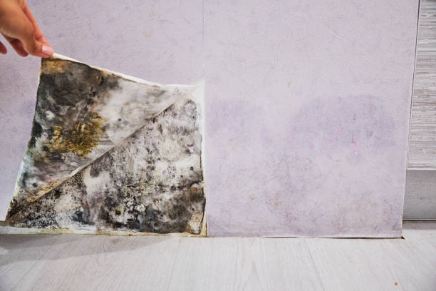 Professional Mold Removal in Clinton, TN